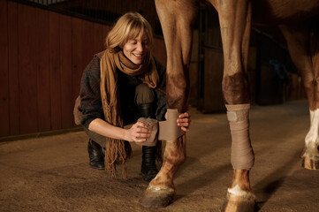 Fototapeta Closeup woman horse owner putting bandage on animal leg to prevent injury obraz