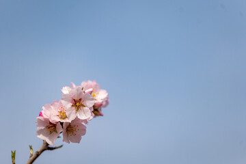 pink cherry blossom