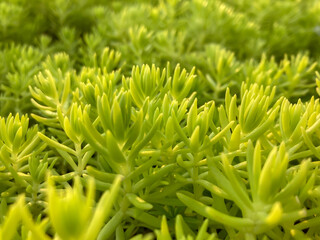 Lemon Coral, Small leaves of lemon coral sedum, Asparagus fern in garden, Green bloom closeup.