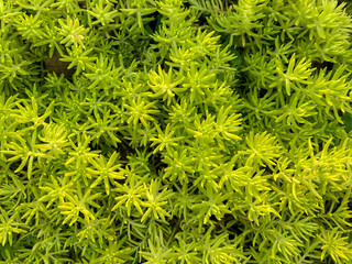 Lemon Coral, Small leaves of lemon coral sedum, Asparagus fern in garden, Green bloom closeup.