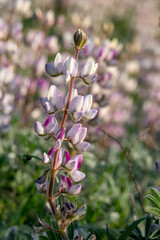 Wild blooming pink lupins close-up in the morning sun