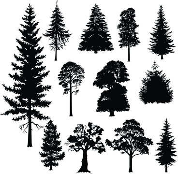 Set of different silhouettes of pine trees. Icon vector tree.