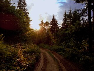 Fototapeta premium sunset in the forest