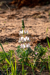 Wild blooming pink lupins close-up in the morning sun