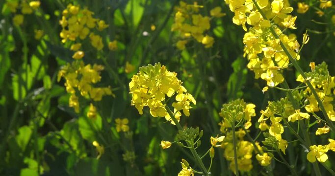 Blooming Rape field, brassica napus, Normandy in France, Real Time 4K