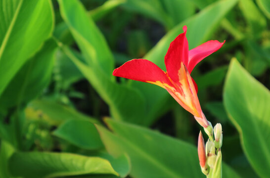 Closeup of Vibrant Red Canna Lily Flower Blooming in the Garden