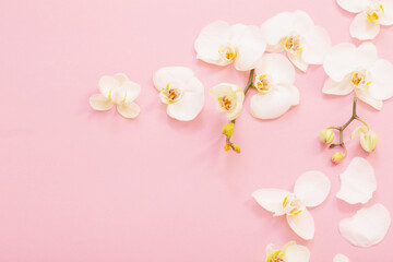 Naklejka na ściany i meble white orchid flowers on pink ackground
