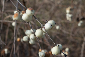 Symphoricarpos albus, common snowberry