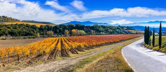 Foto op Canvas Italy. Tuscany scenic nature landscape. panoramic view of countryside with hills of vineyards in autumn colors © Freesurf