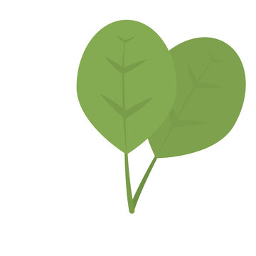 Mint leaf PNG image icon with transparent background