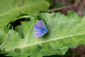 A male common blue butterfly, Polyommatus icarus, resting with its wings open on the leaf of a dandelion plant