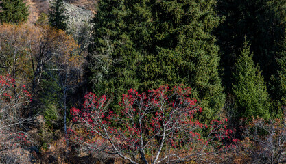 The beautiful autumn landscape. Xianweng mountains landscape.Yichun city, Heilongjiang province, China.