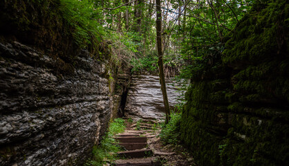A tropical forest. Green trees in the tropical jungle. Rainforests in Thailand.