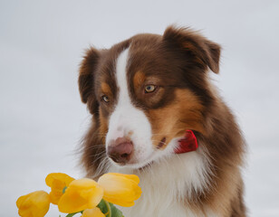 Greeting card International Women's Day or happy birthday. Brown Australian Shepherd with bouquet yellow tulips meets spring. Gentleman dog wears red bow tie. Aussie red sniffs spring flowers.