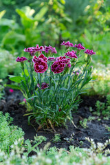 Red clove in a ground on a garden bed.