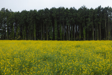 Obraz premium field of rapeseed