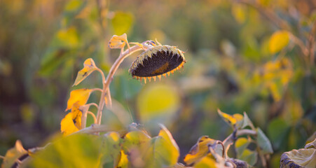 The field of matured sunflower. Golden sunflower field, during sunset in sun rays.