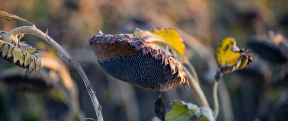 The field of matured sunflower. Golden sunflower field, during sunset in sun rays.