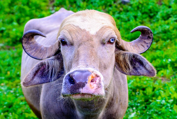 Himalayan buffalo with different eye color
