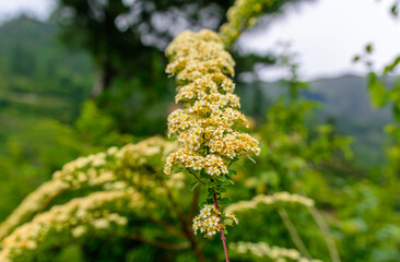 Naklejka premium Wild flowers of the Himalayas