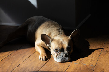 A brown French bulldog lying on a wooden floor in the sunlight.
