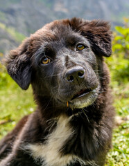 Portrait of Himalayan herding dog
