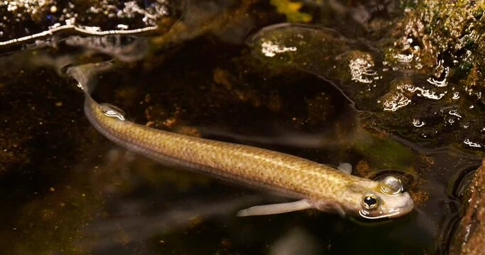 Largescale four-eyed fish, anableps anableps, Fish from South America, Real Time 4K