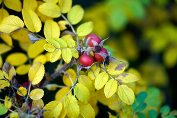 Nature in the Citylife park, Milan