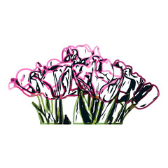 Color sketch of a tulip flower with transparent background
