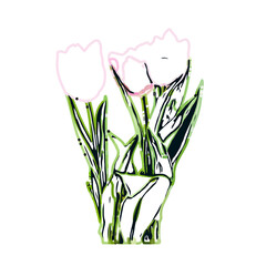 Color sketch of a tulip flower with transparent background