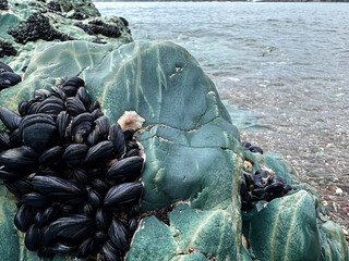 Big blue stone on the seashore with many black mussels shells growing on it. Wild animals and...
