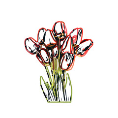 Color sketch of a tulip flower with transparent background