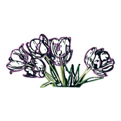 Color sketch of a tulip flower with transparent background