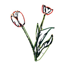 Color sketch of a tulip flower with transparent background