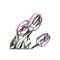 Color sketch of a tulip flower with transparent background