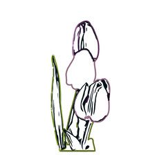 Color sketch of a tulip flower with transparent background