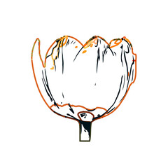 Color sketch of a tulip flower with transparent background