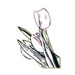 Color sketch of a tulip flower with transparent background