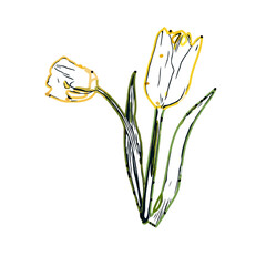 Color sketch of a tulip flower with transparent background