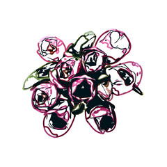 Color sketch of a tulip flower with transparent background