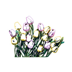 Color sketch of a tulip flower with transparent background