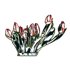 Color sketch of a tulip flower with transparent background