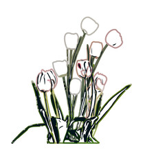 Color sketch of a tulip flower with transparent background
