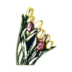 Color sketch of a tulip flower with transparent background