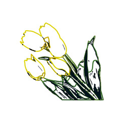 Color sketch of a tulip flower with transparent background