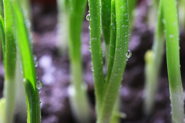 close up fresh green scallion with water drops grow in soil