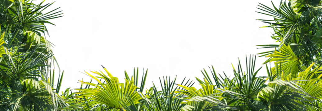 overlay frame from fresh green jungle palm leaves on transparent background
