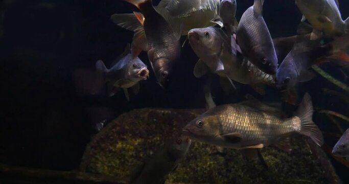 Mirror carp, Cyprinus carpio carpio, Adults Swimming in a Freshwater Aquarium in France, Real Time 4K