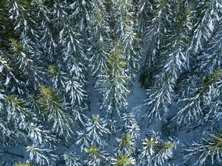 Snow covers a forest of Douglas fir trees in Oregon. This part of the Pacific Northwest is known...