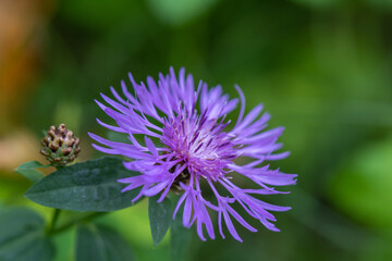 Brown knapweed (Centaurea jacea) wild flower in nature